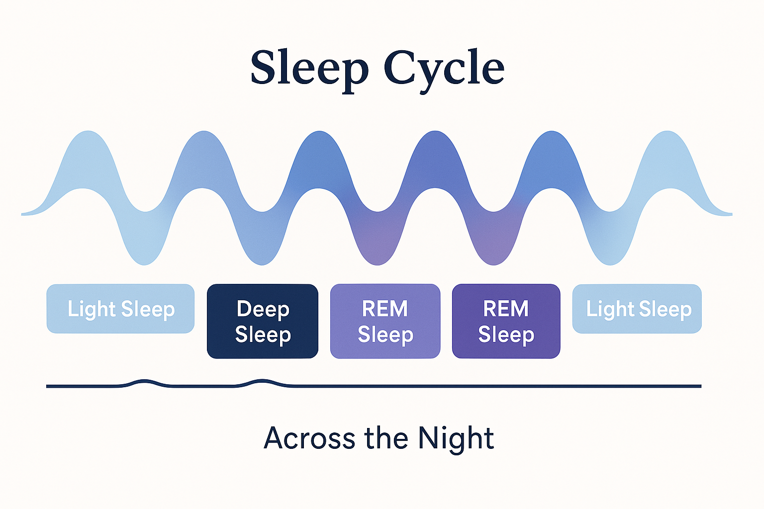 Diagram showing sleep cycle stages across the night